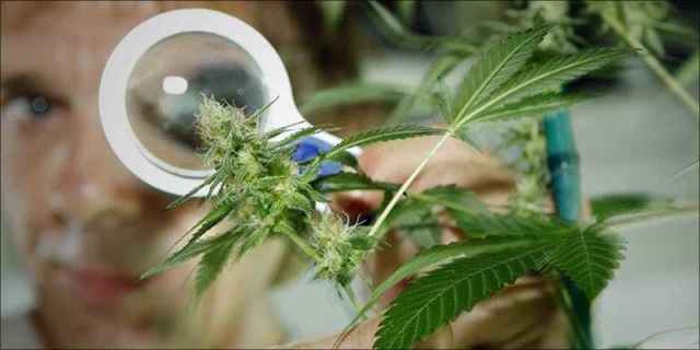 UK Research Team 2 Marijuana Moms Are Sick Of Being Judged By Alcohol Drinkers